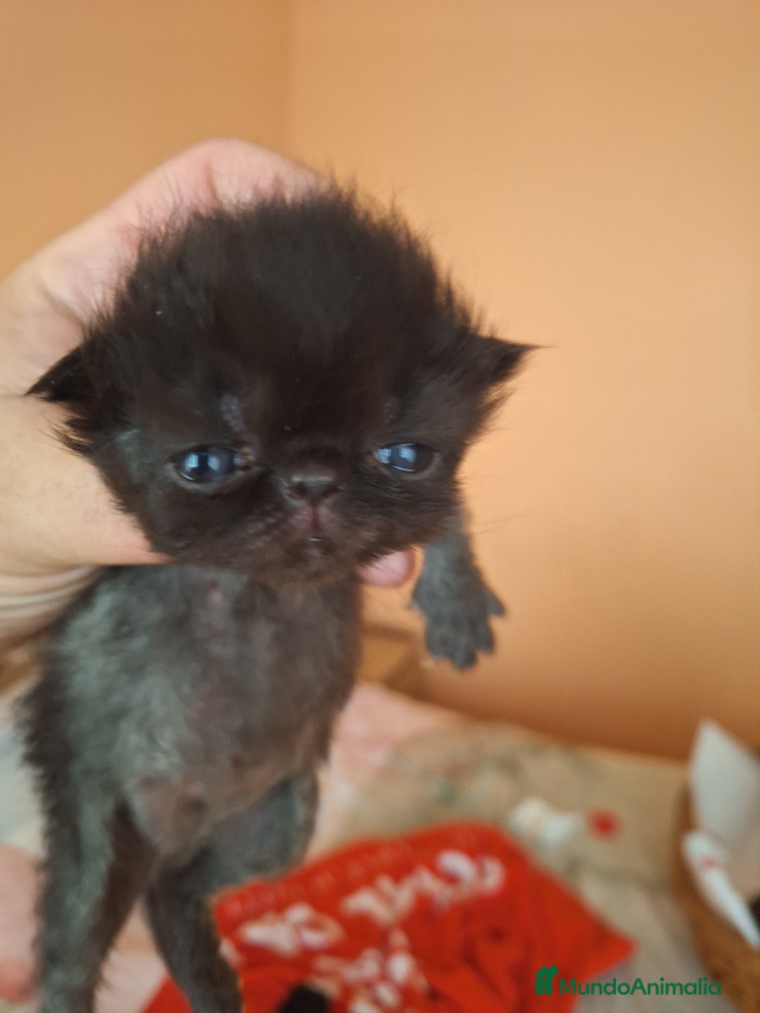 Persa gatos en venta: Gc ch  ich - Anuncio 7