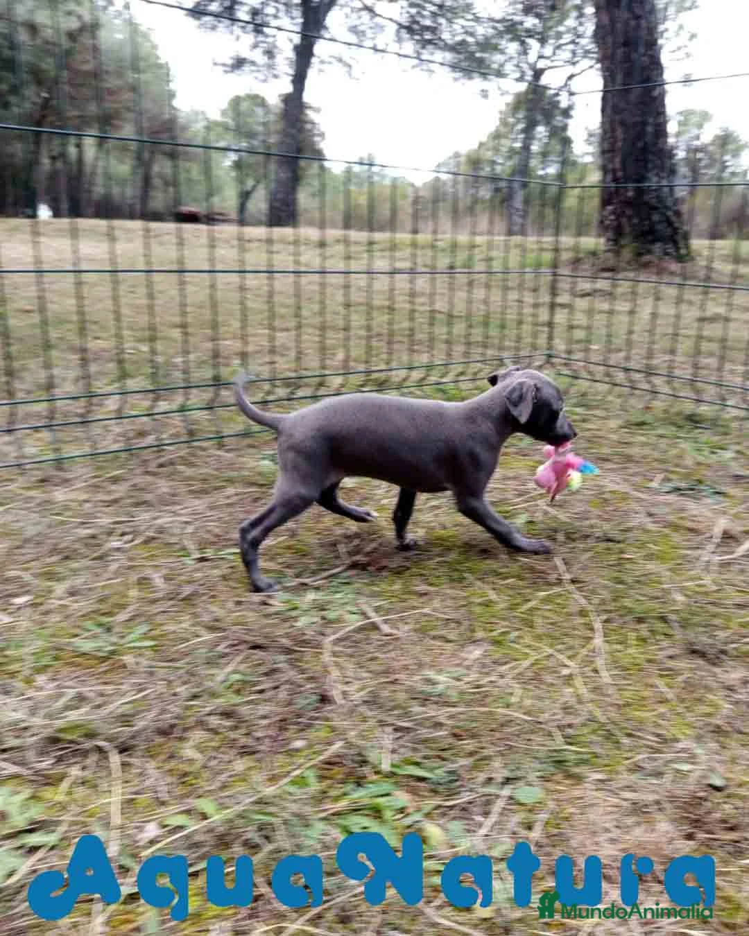 Pequeño Lebrel Italiano perros en venta: Lebrel Italiano Hembra 2 de AB y Omega AQUANATURA - Anuncio 3