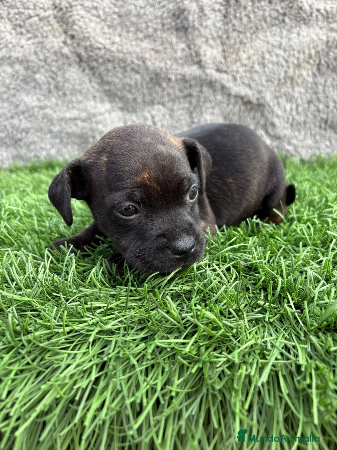 Staffordshire Bull Terrier perros en venta: Cachorro macho de Staffordsshire Bull Terrier  - Anuncio 15