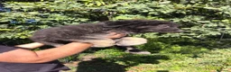 Pastor del Cáucaso perros en venta: Pastor del Cáucaso macho disponible  - Anuncio 11