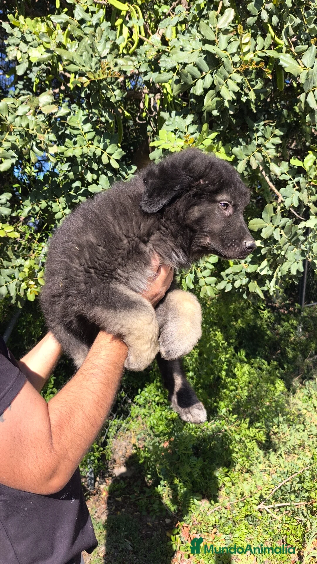 Pastor del Cáucaso perros en venta: Pastor del Cáucaso macho disponible  - Anuncio 11
