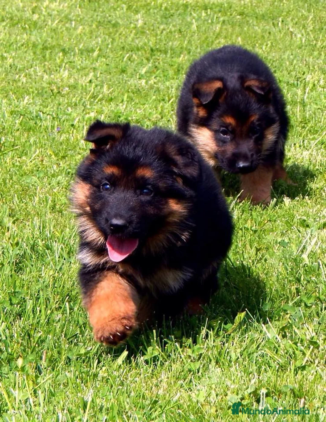 Pastor Alemán perros en venta: Excelentes cachorros de Pastor Aleman  - Anuncio 3