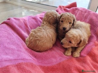 Caniche Toy perros en Barcelona - Anuncio 8