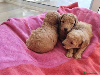 Caniche Toy perros Caniches preciosos en Barcelona - Anuncio 8