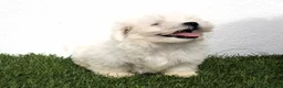 Bichón Maltés perros en venta: Bichon Maltes  - Anuncio 13