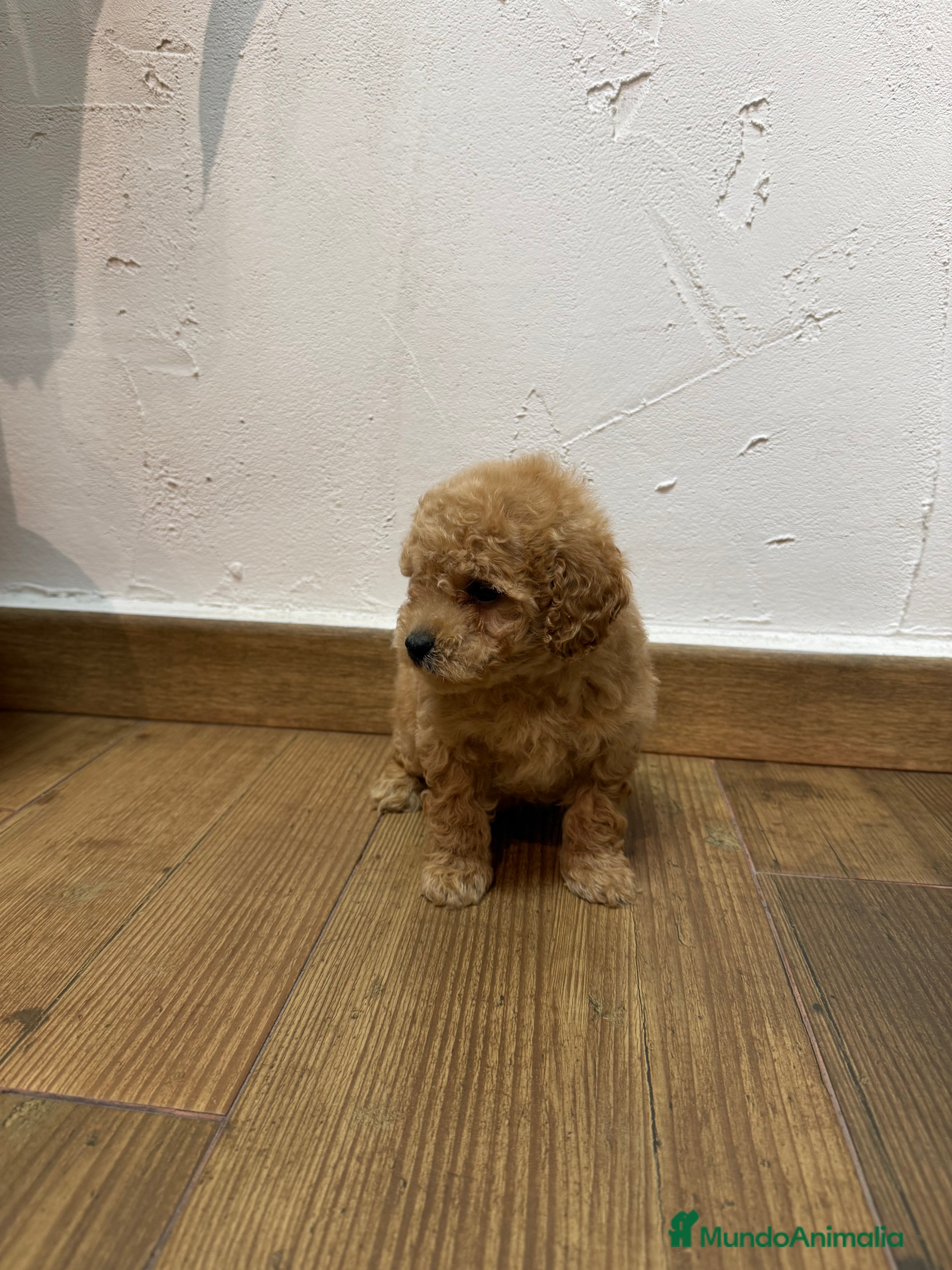 Caniche Toy perros Macho Caniche Toy - Anuncio 1