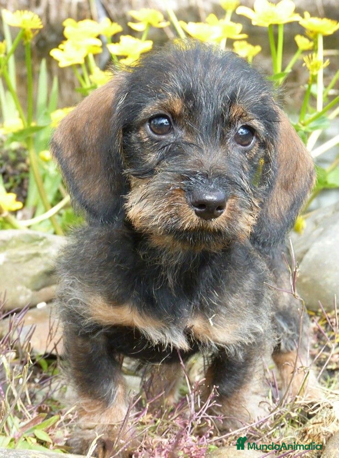 Teckel perros en venta: TECKEL PELO DURO BEBES  - Anuncio 2