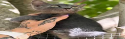 Azul Ruso gatos en venta: AZUL RUSO  - Anuncio 3