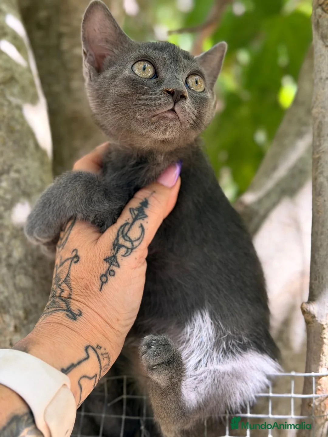 Azul Ruso gatos en venta: AZUL RUSO  - Anuncio 3
