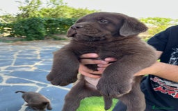Labrador Retriever perros en venta: Cachorro macho con excelente pedigree  - Imagen 5