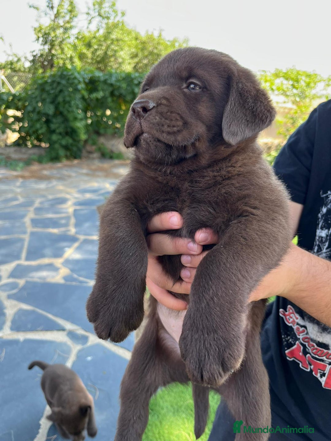 Labrador Retriever perros en venta: Cachorro macho con excelente pedigree  - Imagen 5