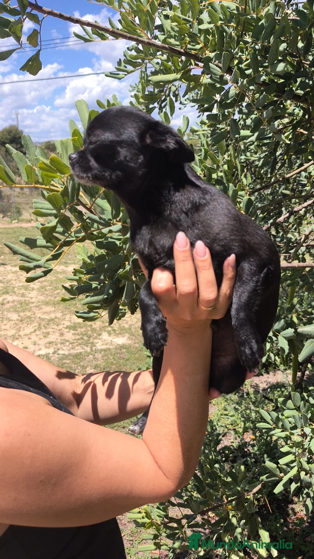 Chihuahua perros en venta: Chihuahua hembra joven  - Anuncio 8