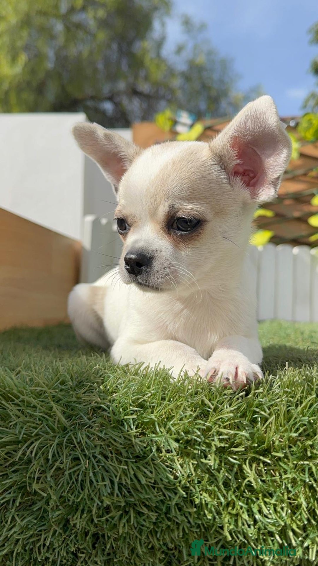 Chihuahua perros en venta: CHIHUAHUA MACHO - Imagen 4