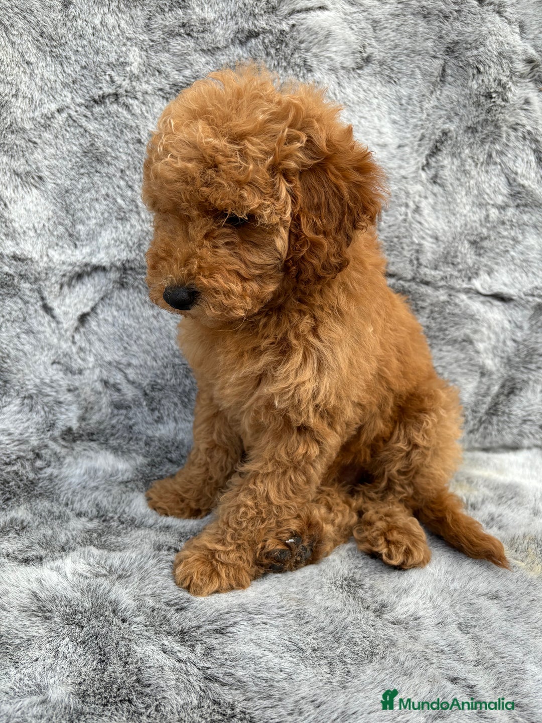 Caniche Enano perros en venta: Caniches miniatura - Imagen 2