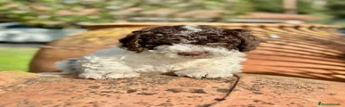Perro de Agua Español 1
