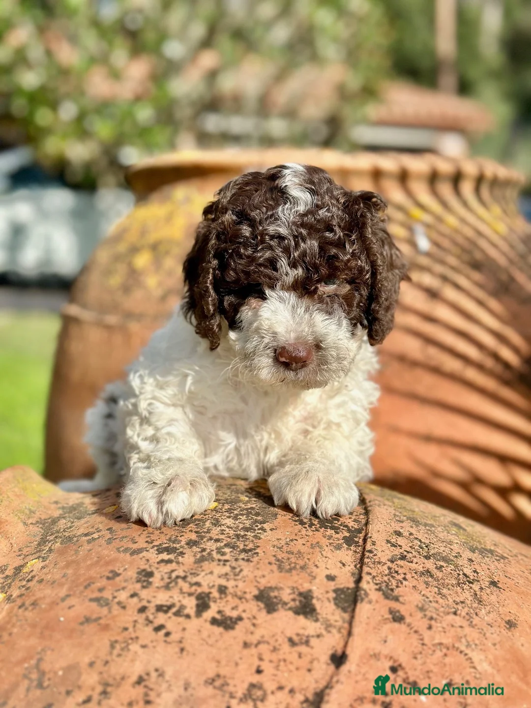 Perro de Agua Español perros en venta: Perro de Aguas - Anuncio 1