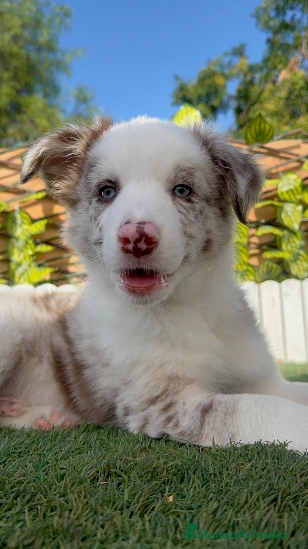 Border Collie perros en venta: BORDER COLLIE MERLE MACHO - Imagen 18
