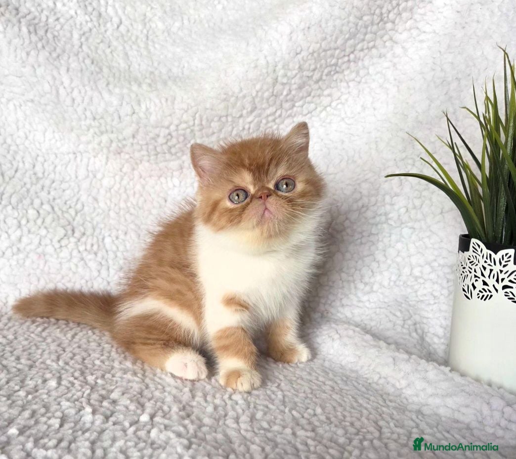 Exótico de Pelo Corto gatos Gatito Exótico  - Anuncio 2
