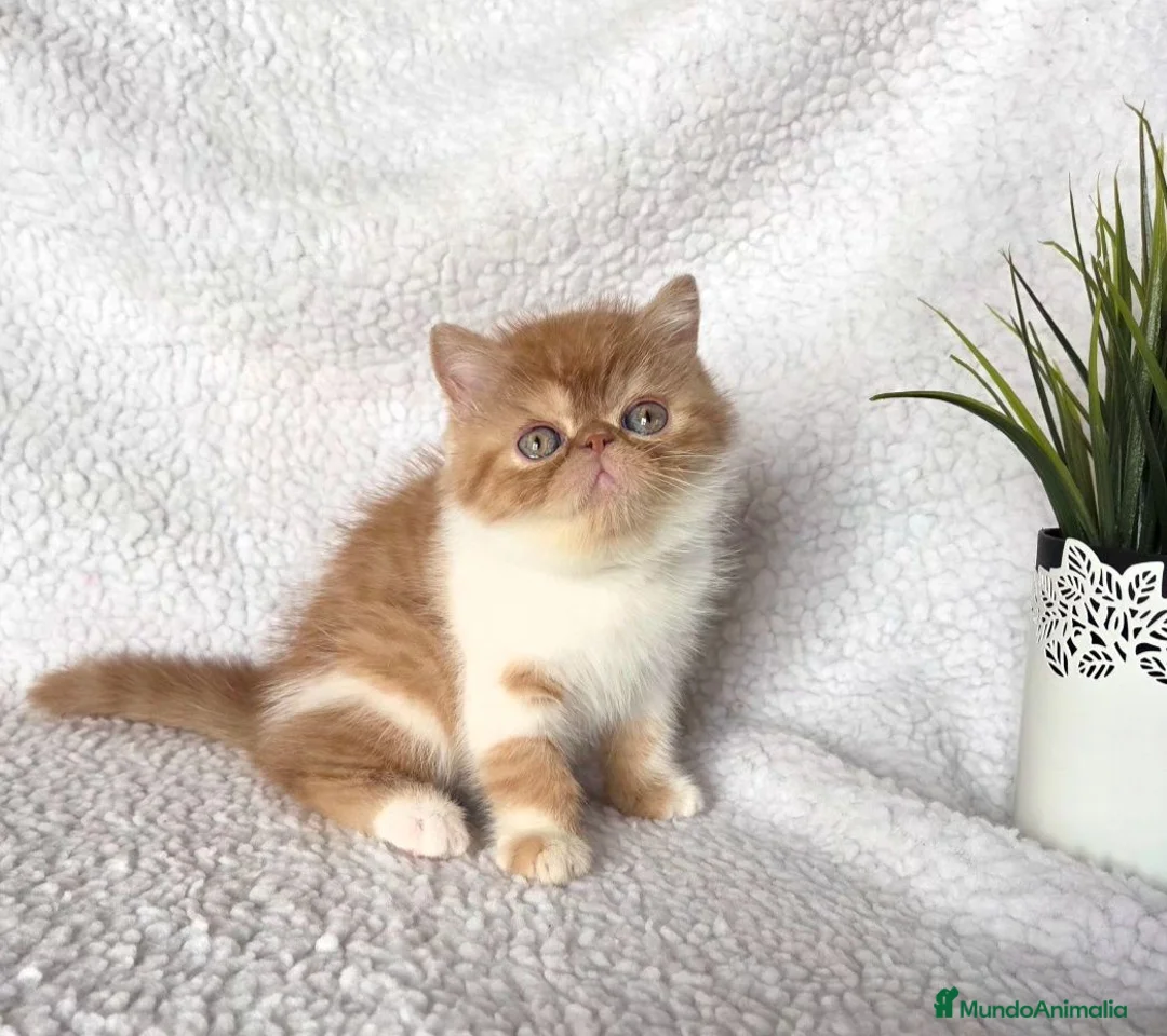Exótico de Pelo Corto gatos en venta: Gatito Exótico  - Anuncio 1