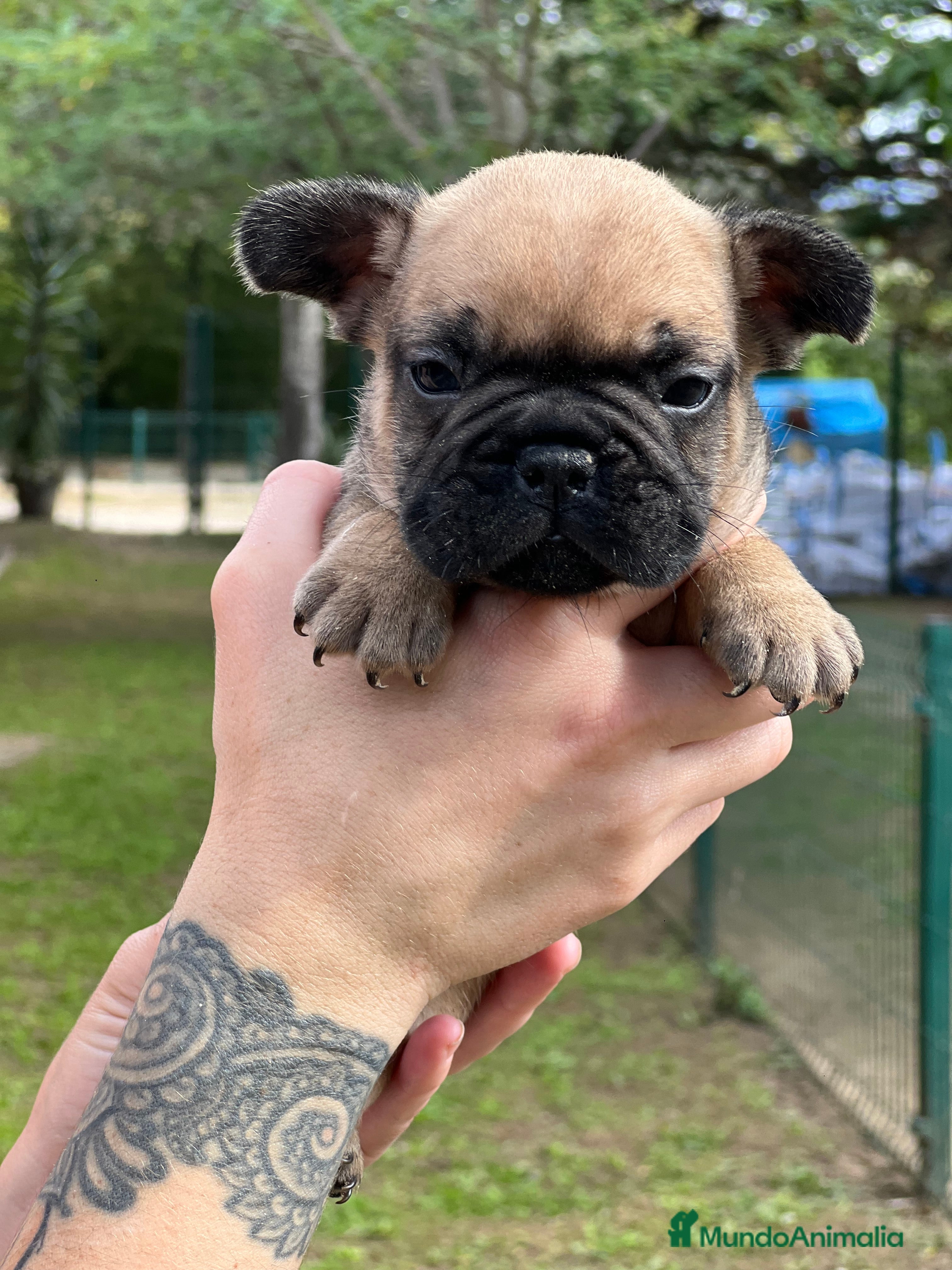 Bulldog Francés perros Bulldog fawn macho  - Anuncio 7