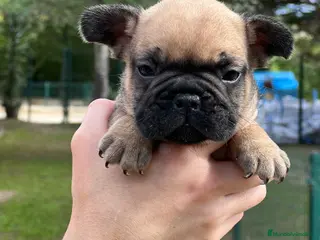 Bulldog Francés perros Bulldog fawn macho - Anuncio 7
