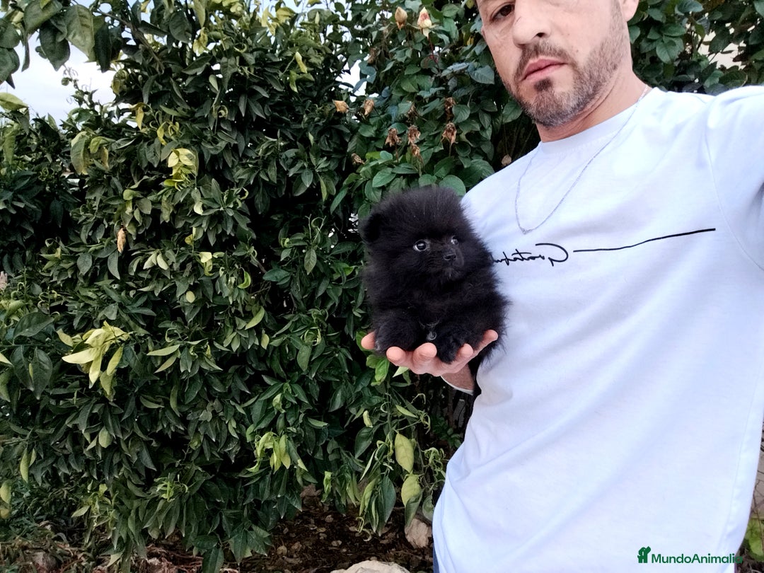 Pomerania perros en venta: Lulú de pomerania toy  - Anuncio 2