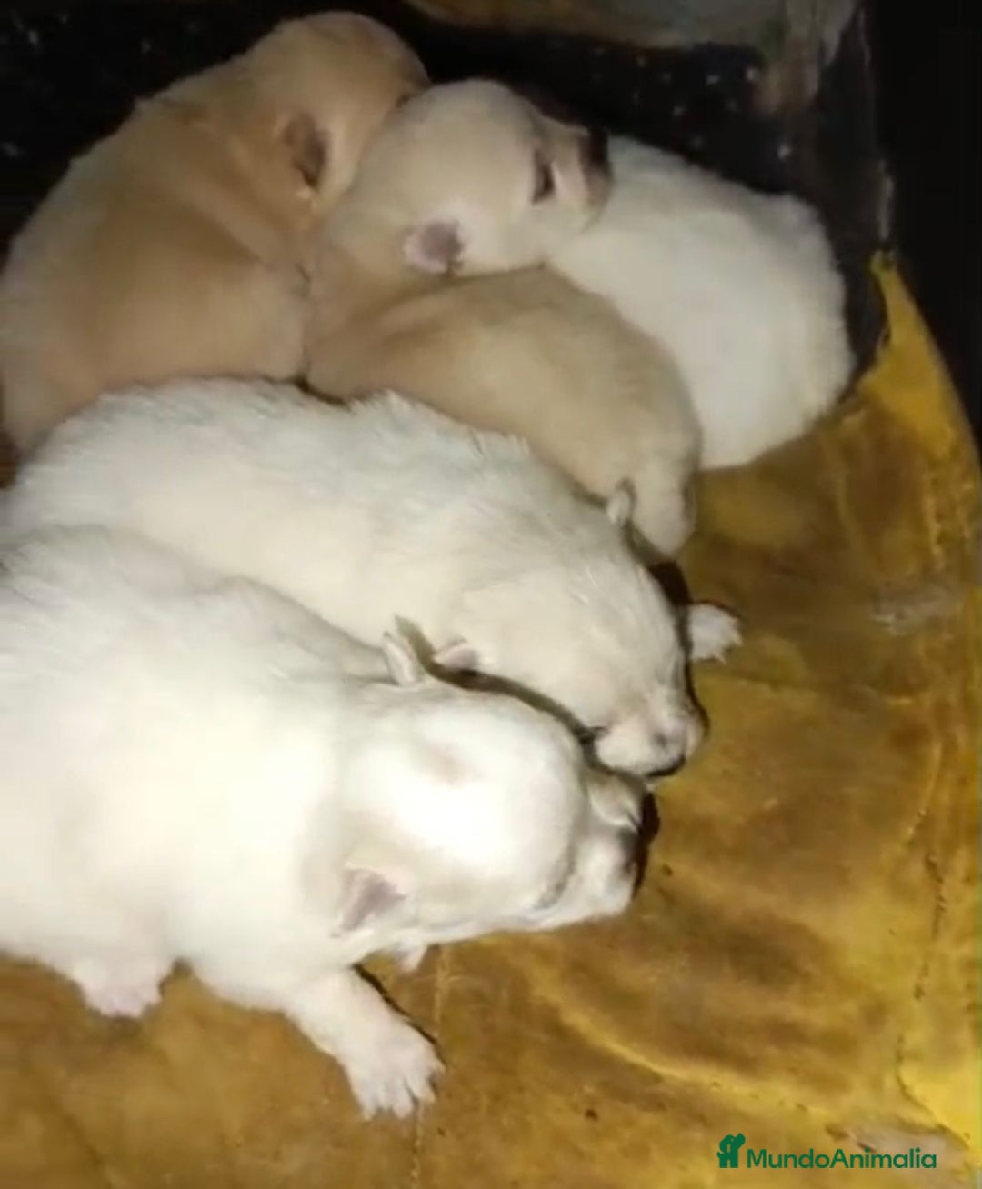 Pomerania perros en venta: Lulu pomerania toy  - Anuncio 3