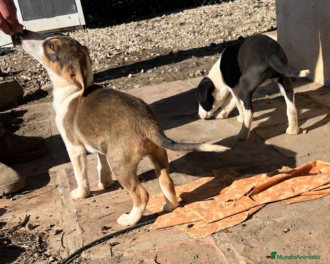 Border Collie perros en venta: Preciosos border collie  - Anuncio 6