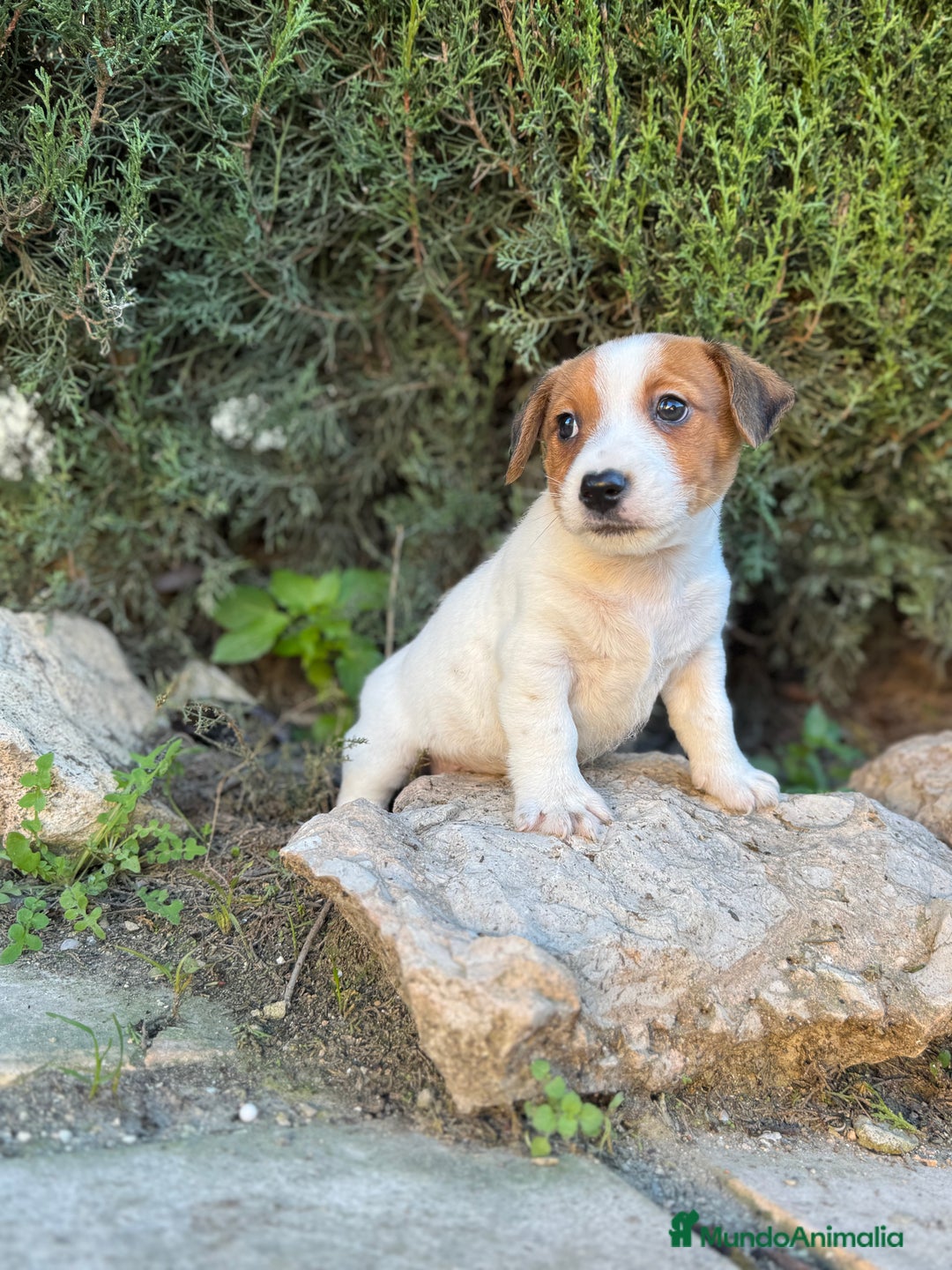 Jack Russell Terrier perros en venta: JACK RUSSELL RESPONSABILIDAD Y GARANTIA  - Anuncio 1