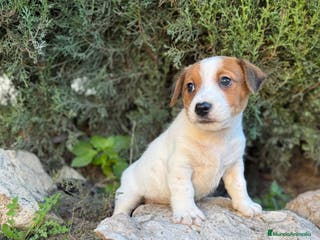 Jack Russell Terrier perros JACK RUSSELL RESPONSABILIDAD Y GARANTIA - Anuncio 1