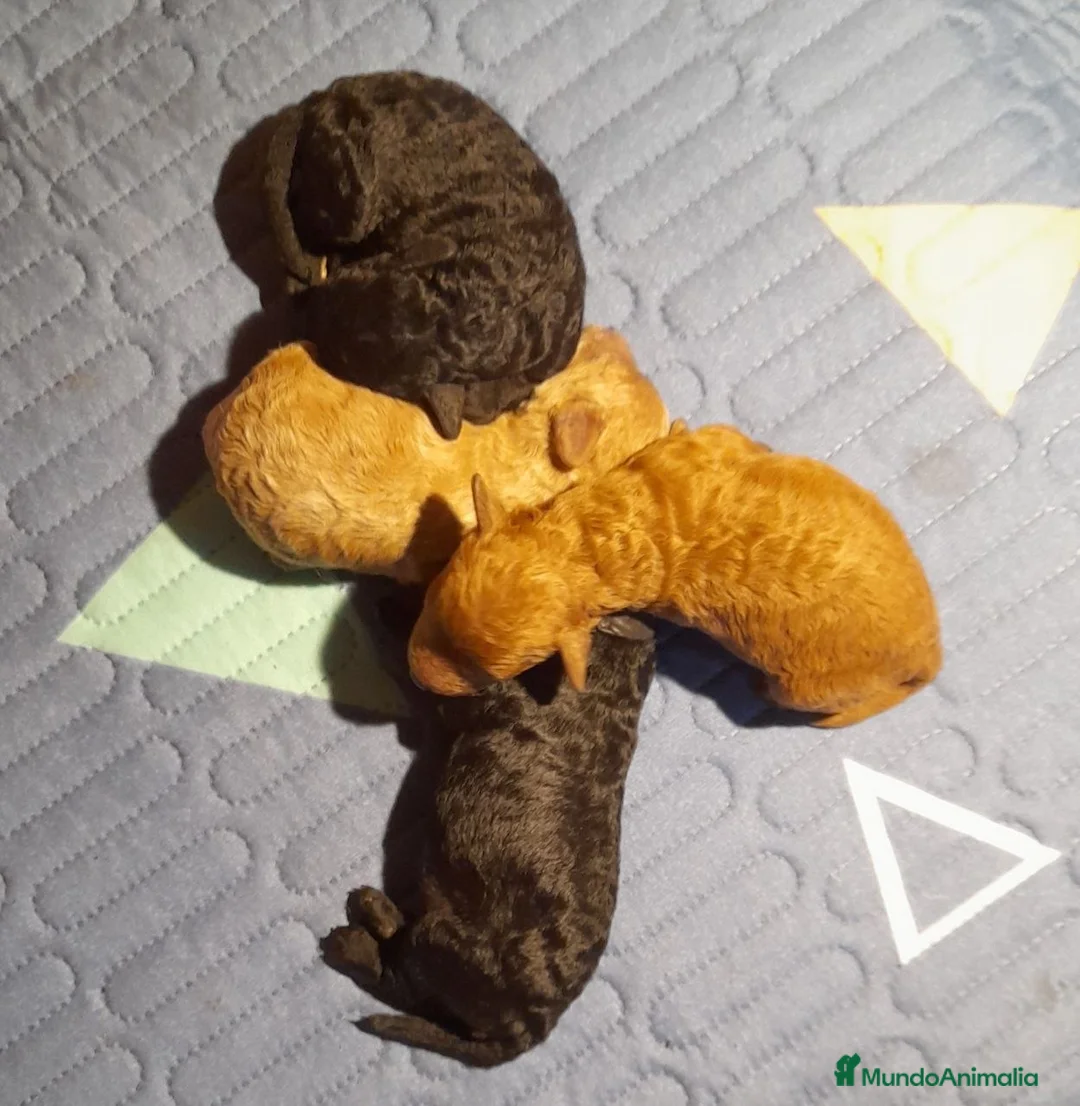 Caniche Enano perros en venta: Camada Caniche Enano Leonado/Negro entrega Junio26 - Anuncio 2