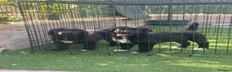 Pastor de Asia Central perros en venta: Cachorras de Alabai  - Anuncio 9