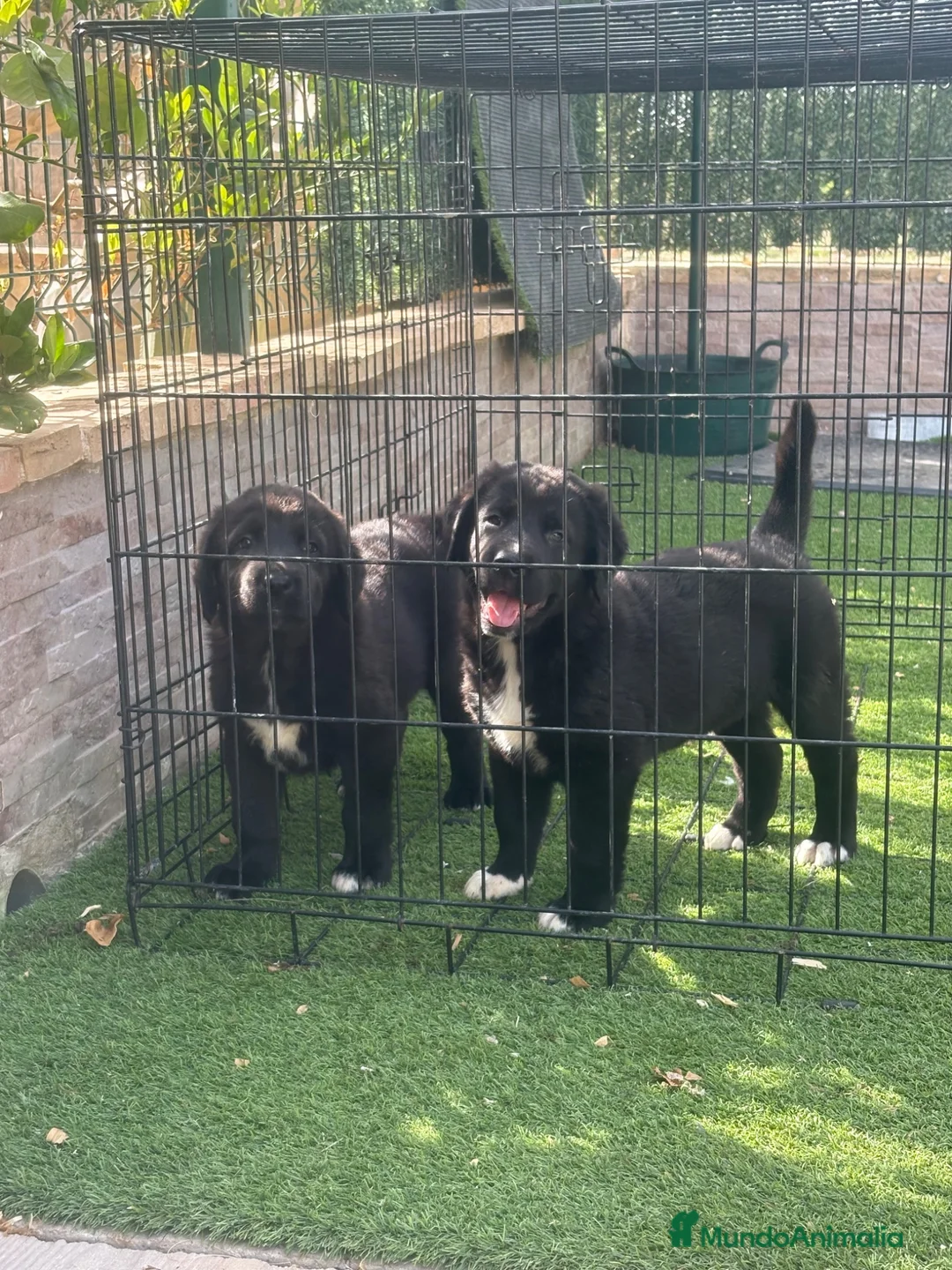 Pastor de Asia Central perros en venta: Cachorras de Alabai  - Anuncio 9