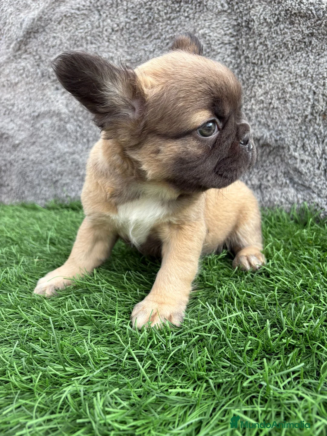 Bulldog Francés perros en venta: Bulldog frances hembra Fluffy lilac - Anuncio 14