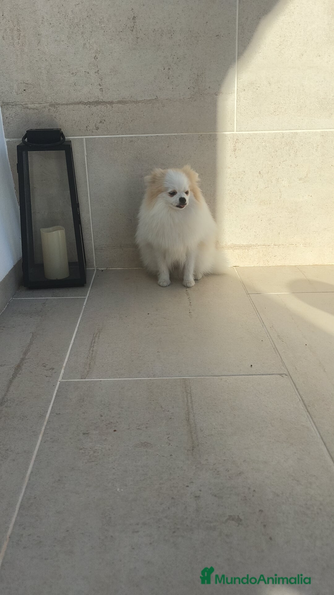 Pomerania perros en venta: Pomerania pedigree  - Imagen 5