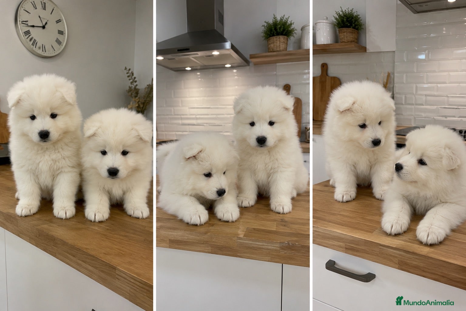 Samoyedo perros MACHO SAMOYEDO CACHORRO  - Anuncio 2