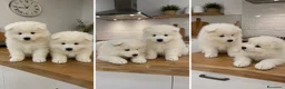 Samoyedo perros en venta: MACHO SAMOYEDO CACHORRO  - Anuncio 1