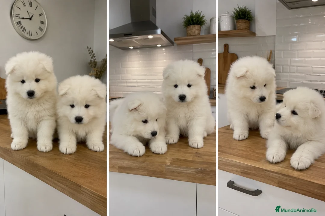 Samoyedo perros en venta: MACHO SAMOYEDO CACHORRO  - Anuncio 1