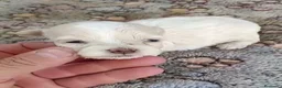 Maltipoo perros en venta: Preciosa camada de maltipoo toy - Anuncio 4
