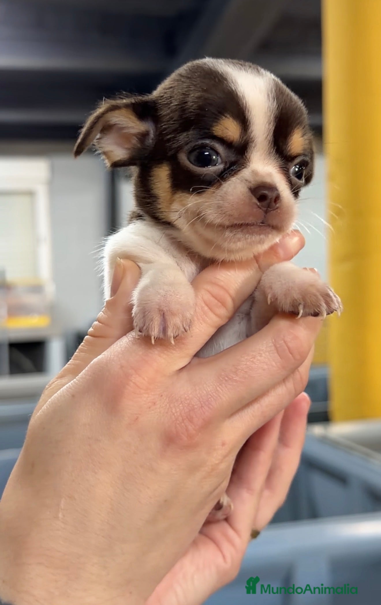 Chihuahua perros Chihuahua tricolor chocolate  - Anuncio 2