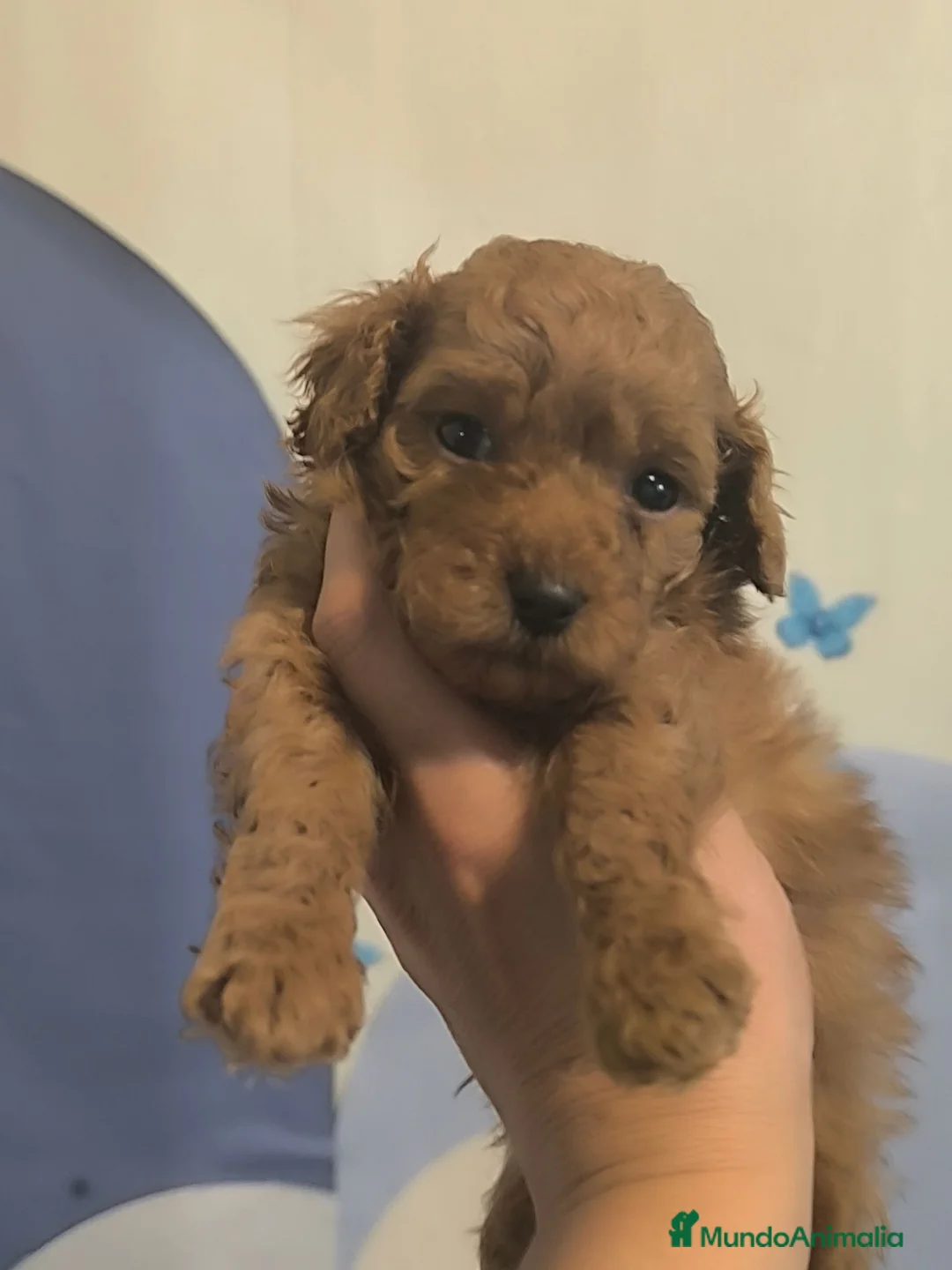 Caniche Toy perros en venta: Caniche en Curtis ...la Coruña  - Anuncio 3