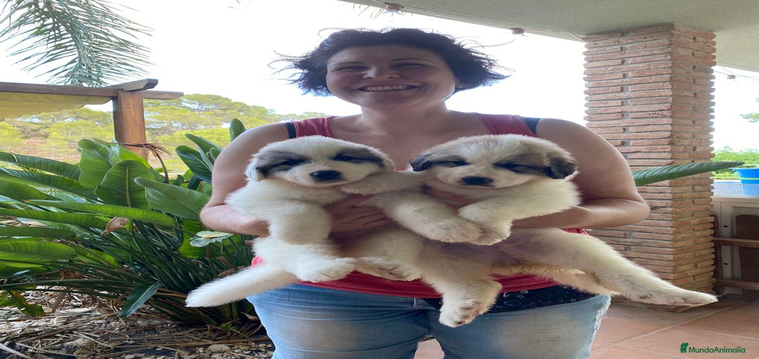 Imagen de galería {{count}}