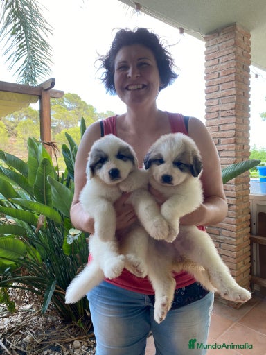 Imagen de galería {{count}}