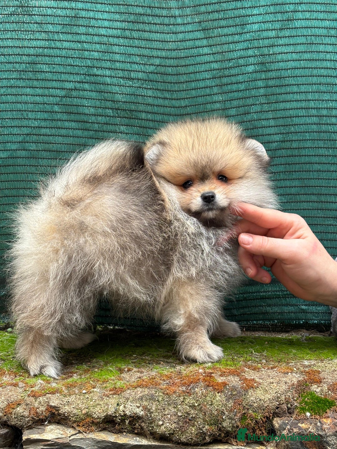 Pomerania perros en venta: Pomerania MADRID, Cáceres línea coreana y rusa - Anuncio 3