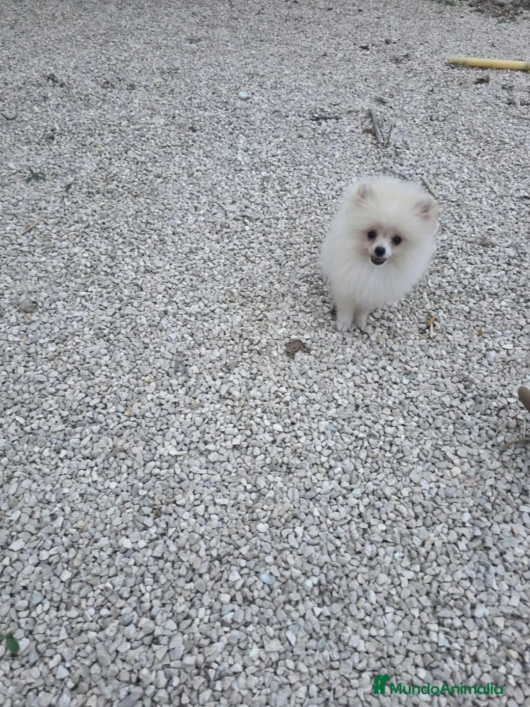 Pomerania perros en venta: Pomerania Toy - Anuncio 3