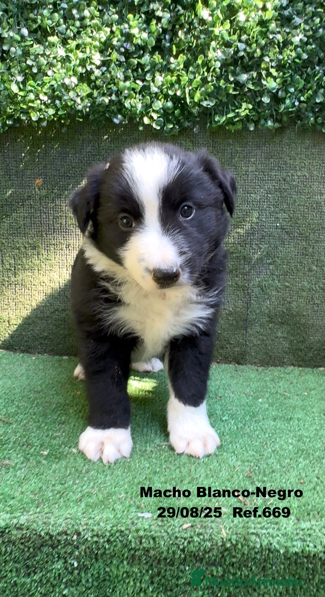 Border Collie perros en venta: Border Collie De Villa Biznaga - Imagen 7