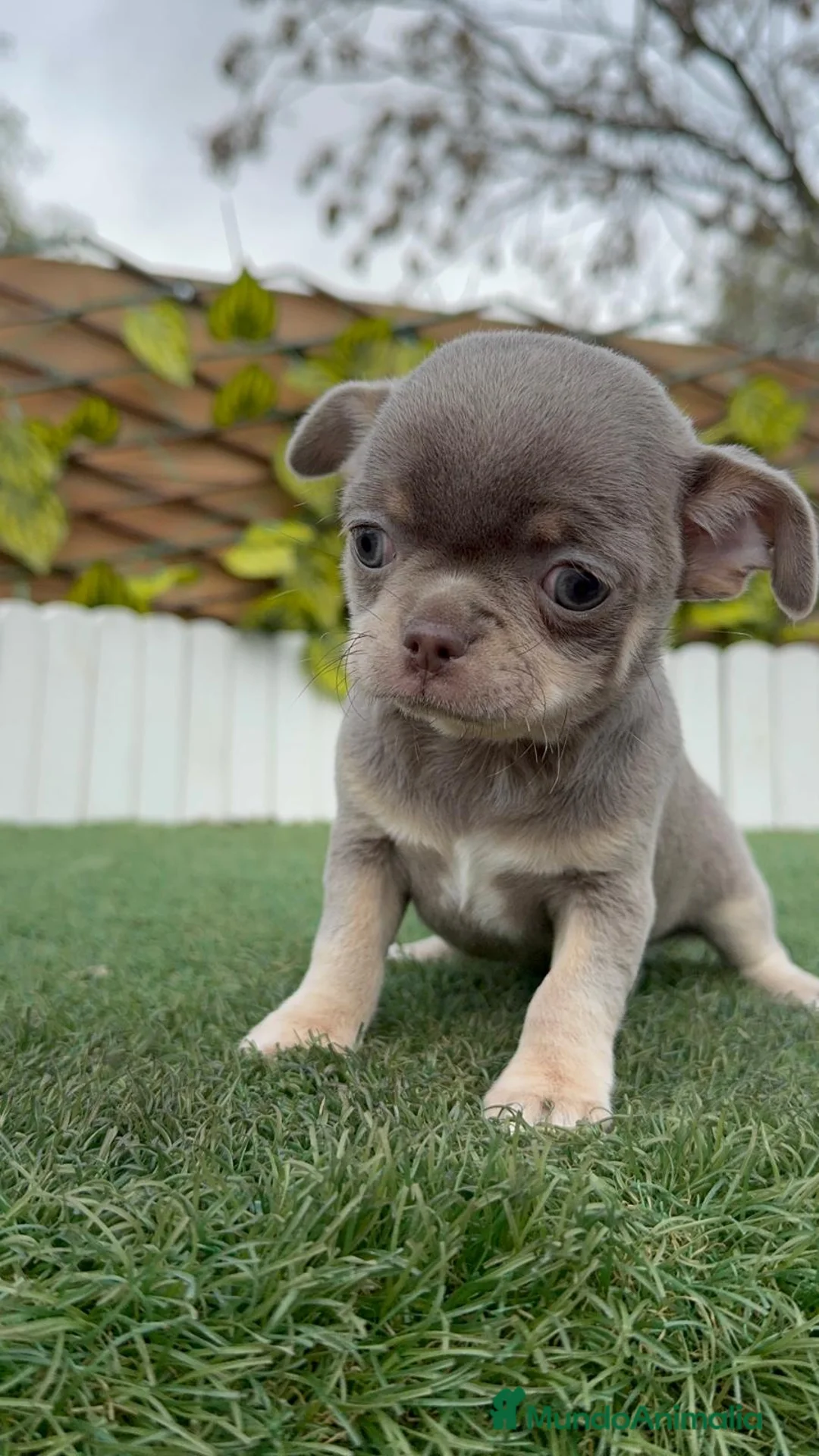 Chihuahua perros en venta: CHIHUAHUA LILAC AND TAN - Anuncio 6