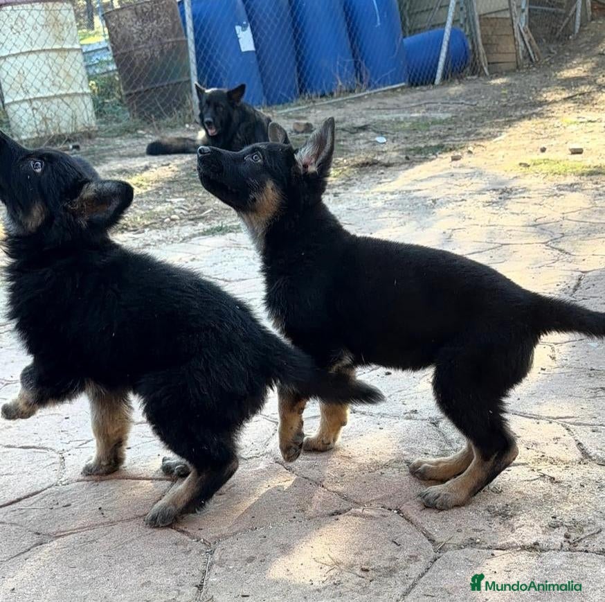 Pastor Alemán perros Cachorros pastor alemán de trabajo  - Anuncio 2