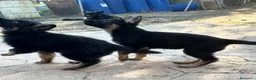 Pastor Alemán perros en venta: Cachorros pastor alemán de trabajo  - Anuncio 5