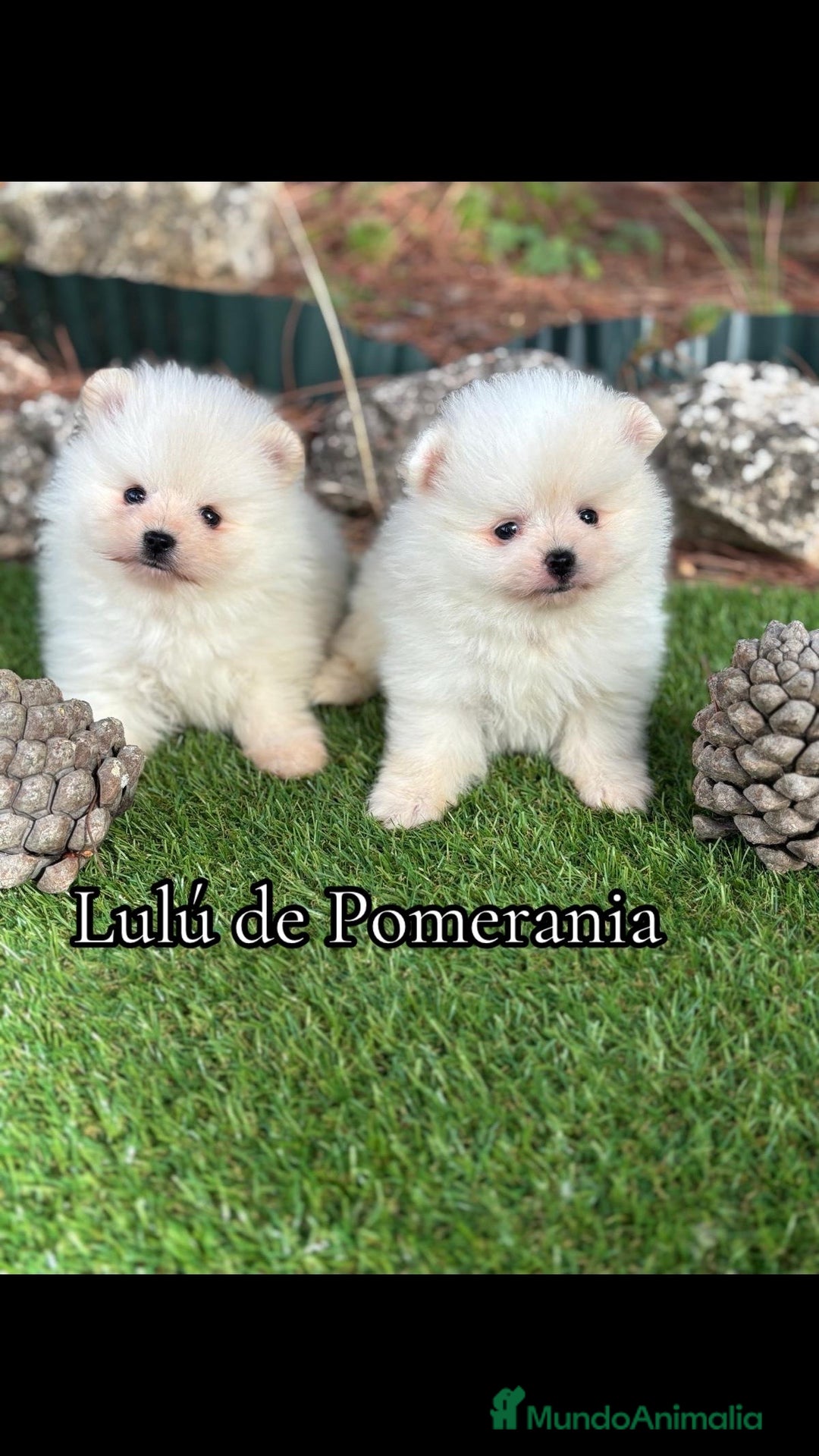 Pomerania perros en venta: Pomeranias macho toy entrega en diciembre!!! - Anuncio 1